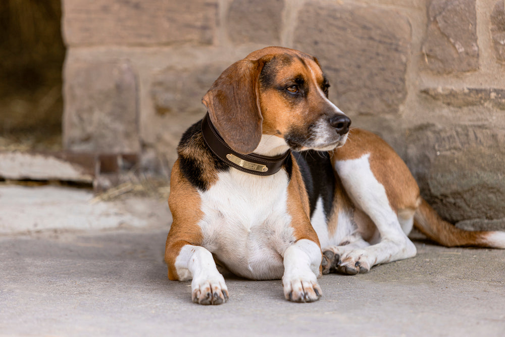 Correa y Collar de Piel para Perro Eskadron Leather