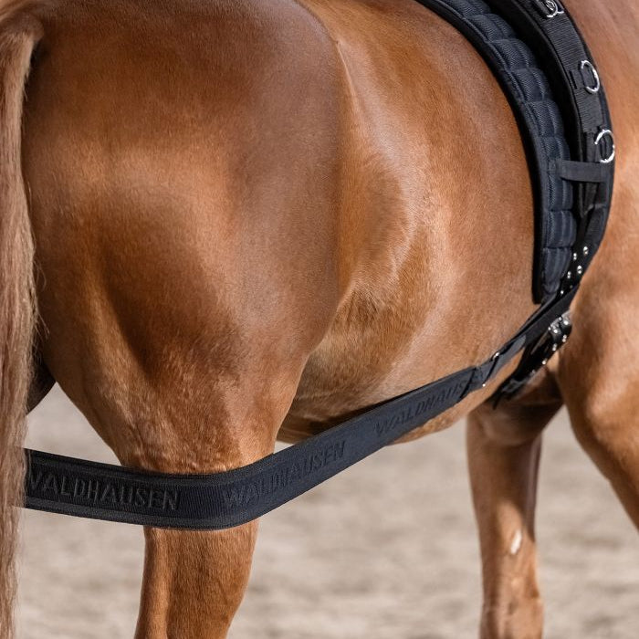 Liga para dar Cuerda WH Hindquarters Activation