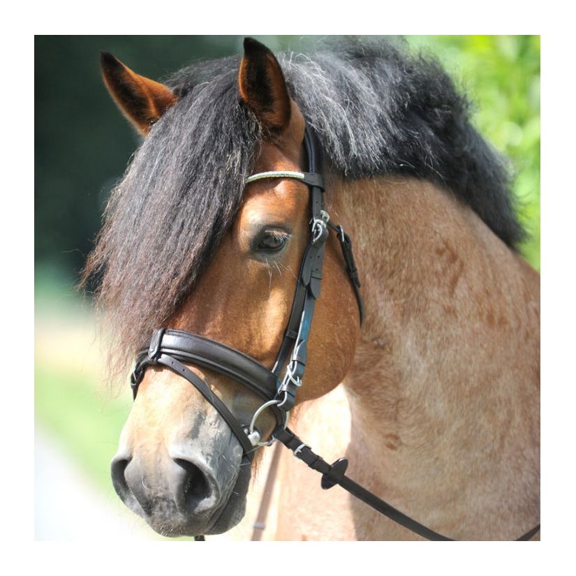 Brida Inglesa Combinada Kavalkade Clinchesse