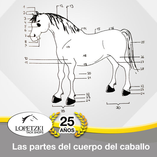 Las partes del cuerpo del caballo