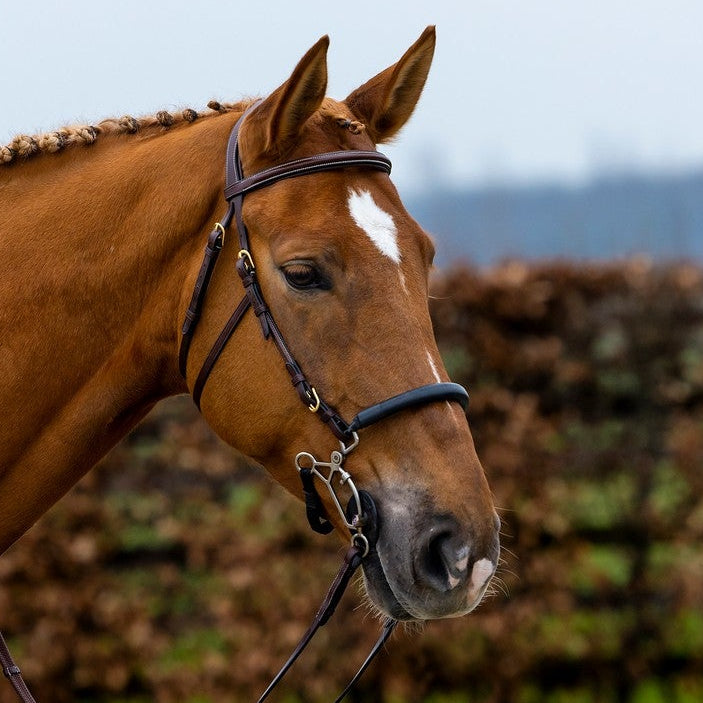 Brida para Hackamore Trust Hickstead