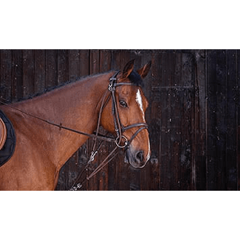 Gogue Ekkia Riding World