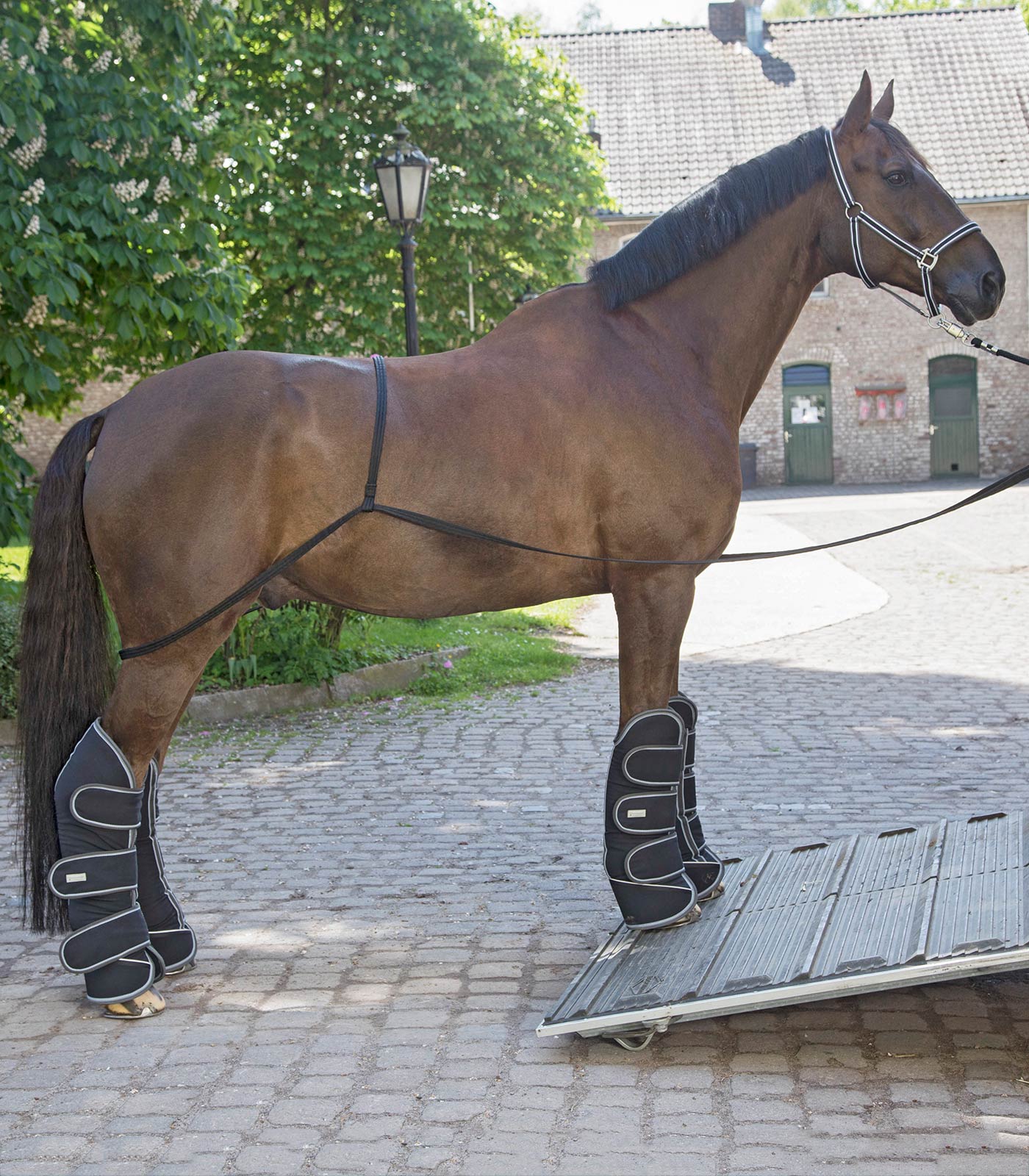 Horse Loading Rope WH